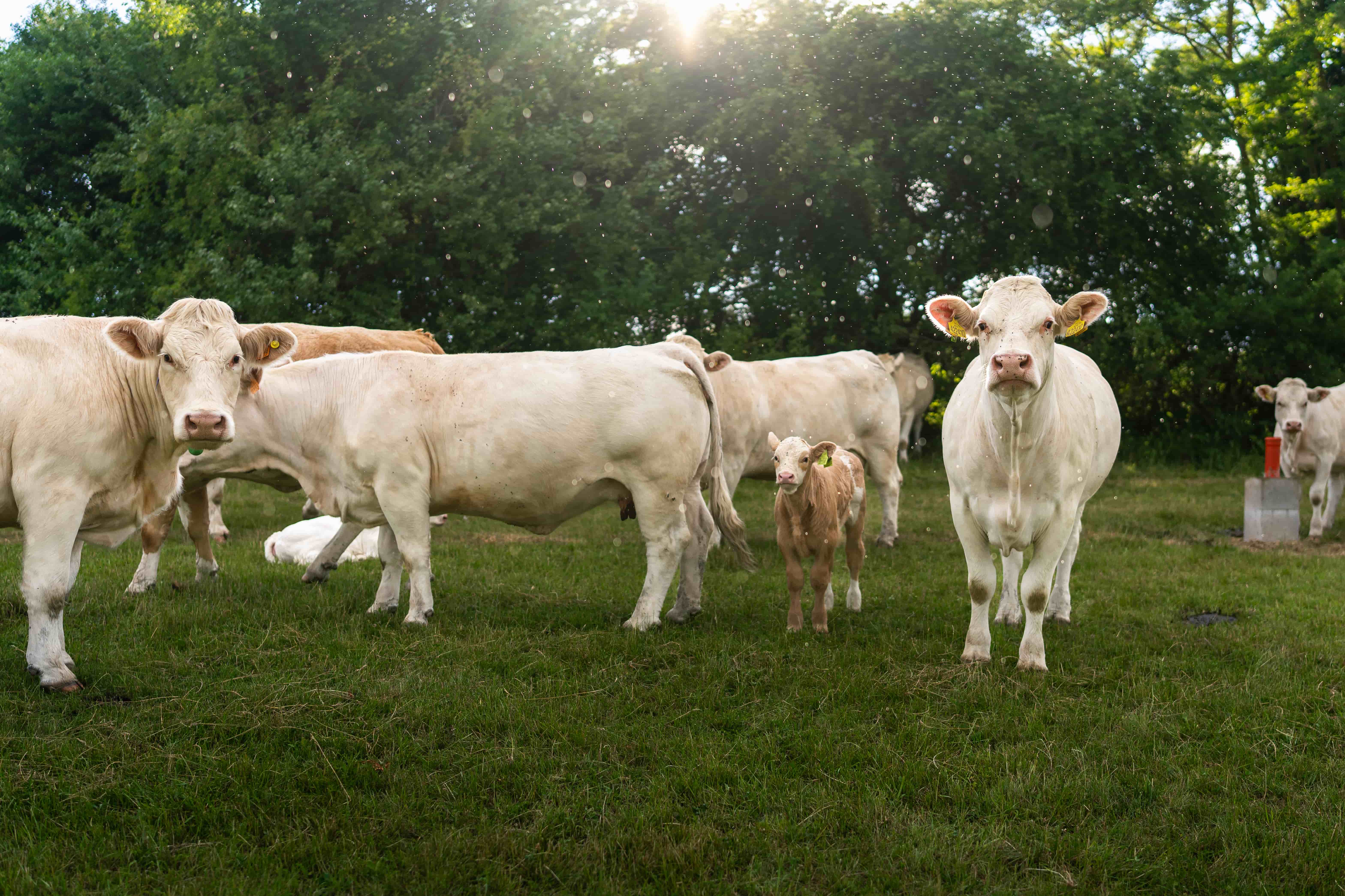 Green Farm Šemša — fotografia 5