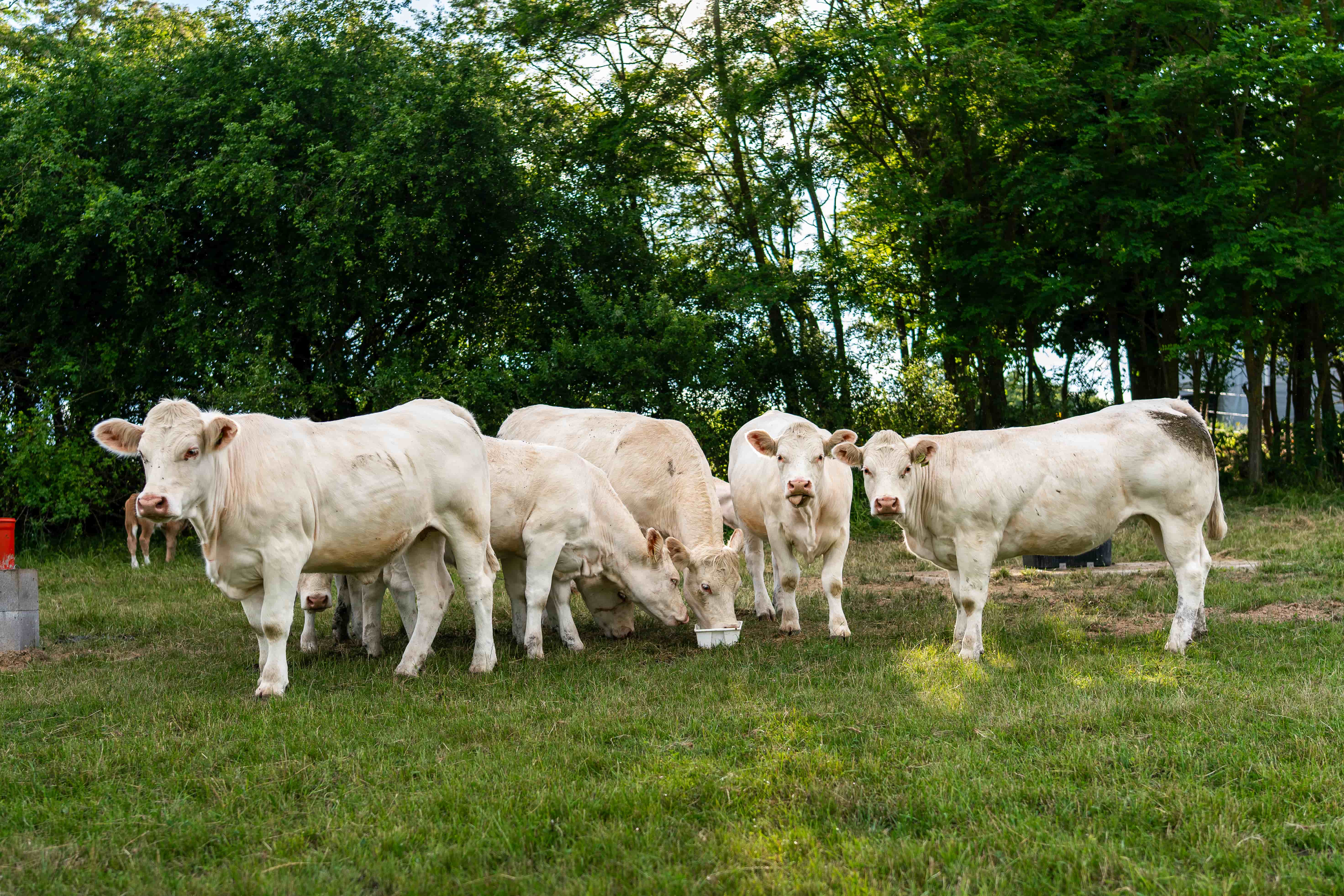 Green Farm Šemša — fotografia 7