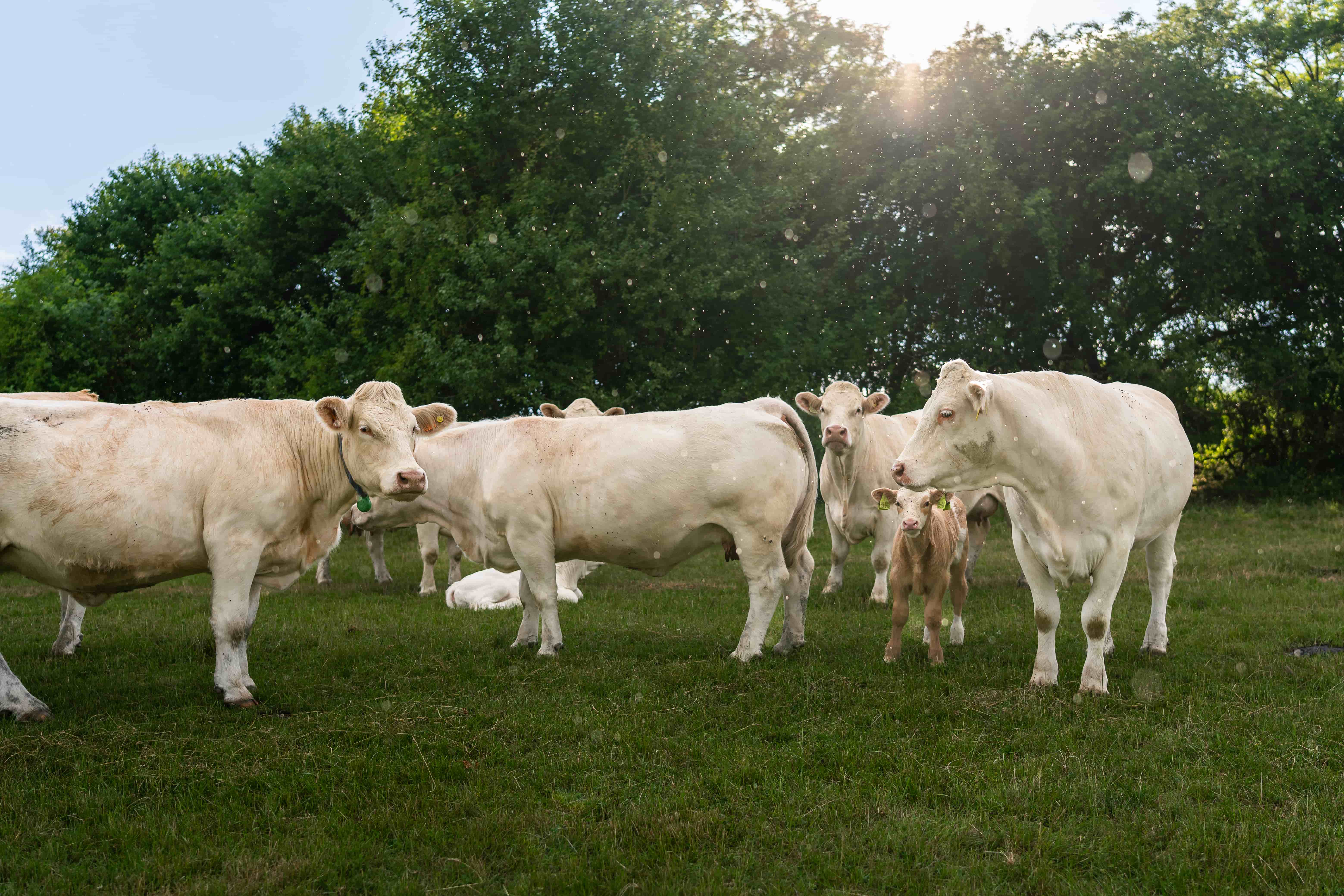 Green Farm Šemša — fotografia 6